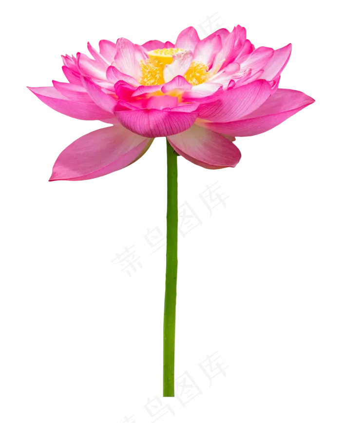 荷花花朵鲜花(2000X2000(DPI:300))