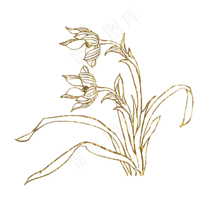 金色花兰花