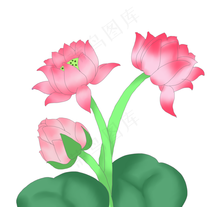 水塘水池粉荷花插画