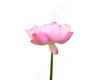 亭亭玉立的荷花