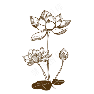 中秋节棕色线条荷花
