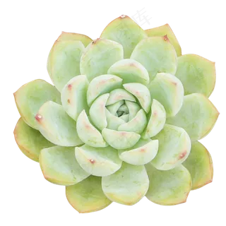 胖嘟嘟多肉植物,免抠元素