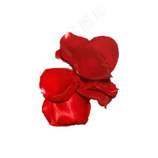 玫瑰花瓣实拍(png免抠) 玫瑰花瓣实拍(png免抠)