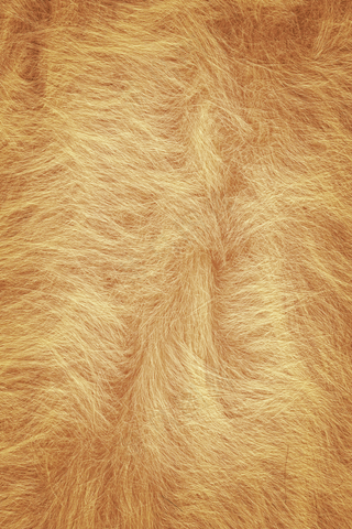 黄色毛动物皮毛,免抠元素