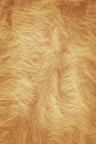 黄色毛动物皮毛,免抠元素