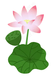 黄色花蕊粉色荷花 黄色花蕊粉色荷花