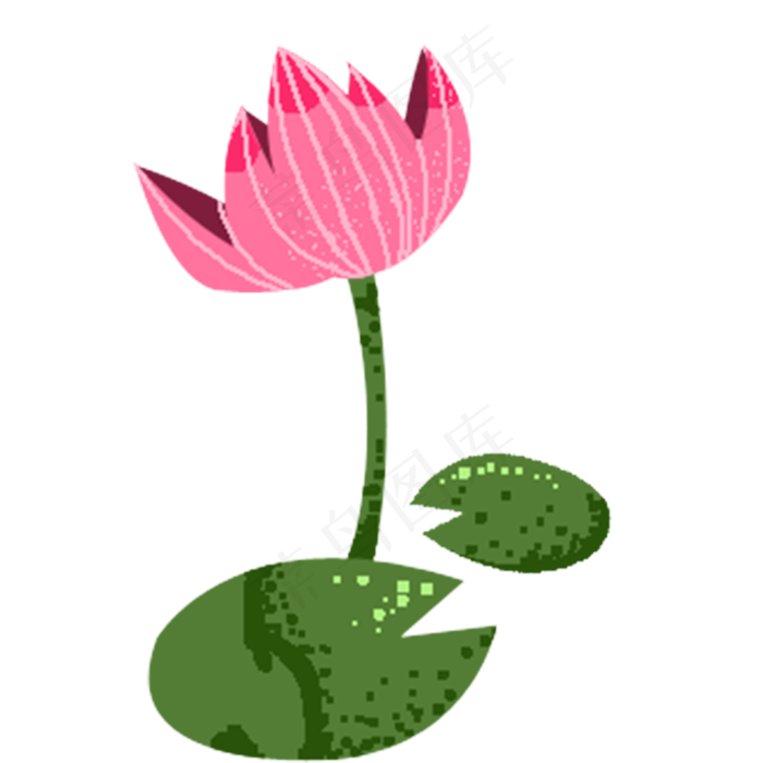 荷花荷叶莲花