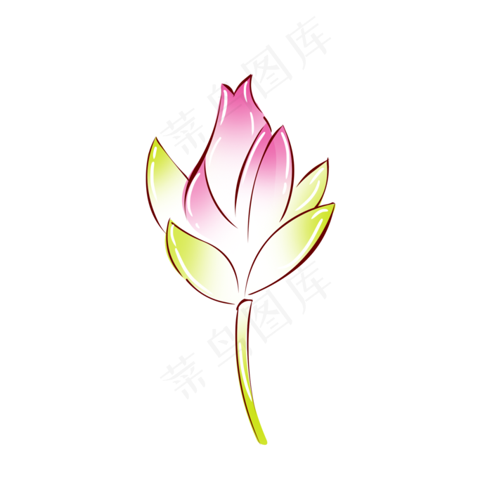 植物粉红色荷花花苞