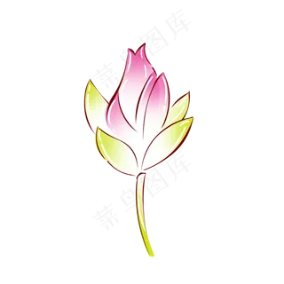 植物粉红色荷花花苞