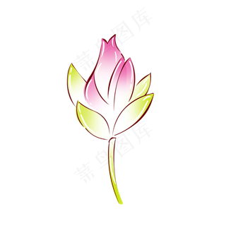 植物粉红色荷花花苞