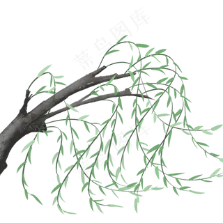 春风中柳叶跳动着优美的舞姿