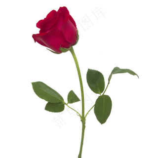 一枝红玫瑰,免抠元素