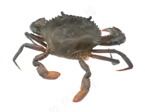 海洋生物活螃蟹花蟹