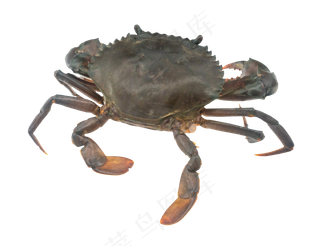 海洋生物活螃蟹花蟹