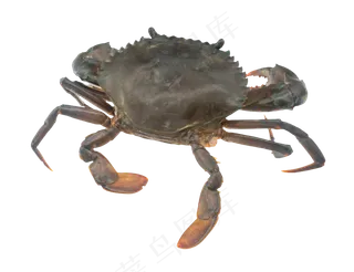 海洋生物活螃蟹花蟹