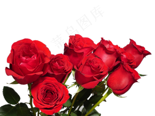 情人节玫瑰花花朵