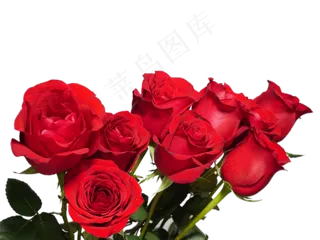 情人节玫瑰花花朵