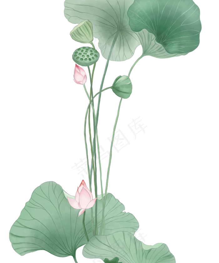 立夏荷花清新古风水彩素材,免抠元素