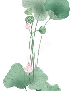 立夏荷花清新古风水彩素材,免抠元素