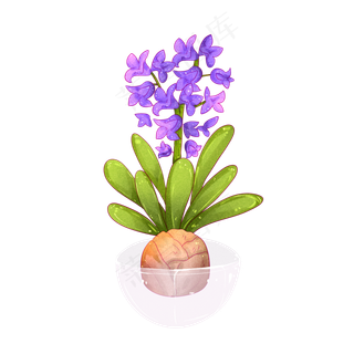 植物免扣文件风信子开花