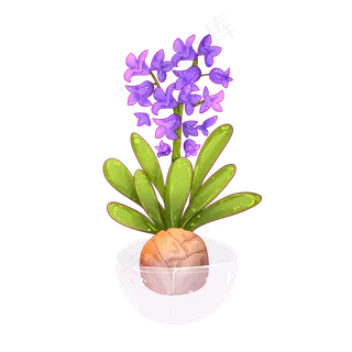 植物免扣文件风信子开花