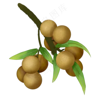 手绘一束桂圆插图