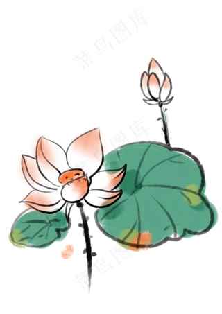 夏日盛开娇艳荷花