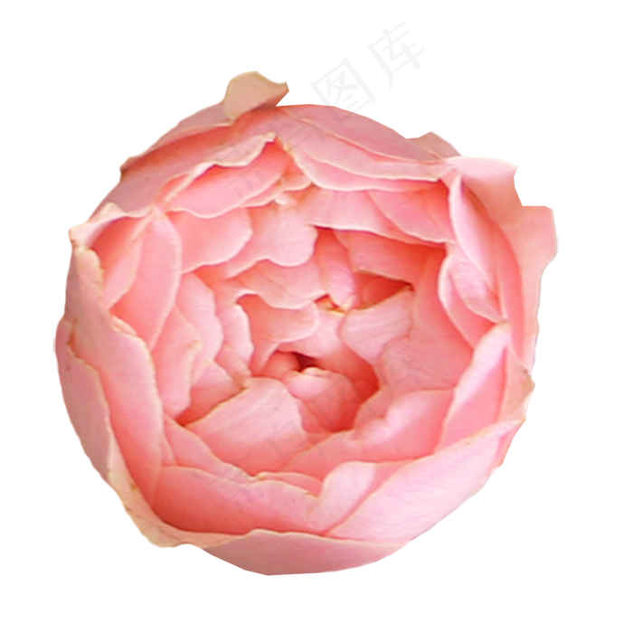 瑞典女王玫瑰月季