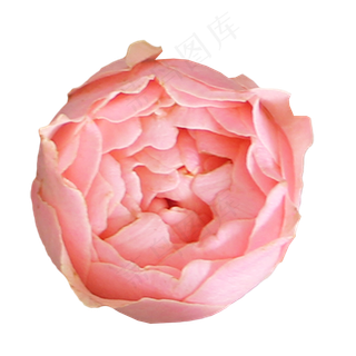 瑞典女王玫瑰月季