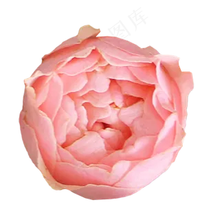 瑞典女王玫瑰月季