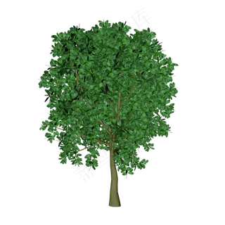 茂盛的树木,免抠元素