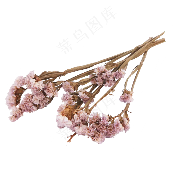 粉色干花(2000X2000(DPI:299))