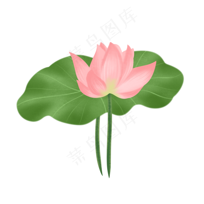 夏天夏日荷花荷叶清明盛夏素材