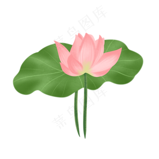 夏天夏日荷花荷叶清明盛夏素材