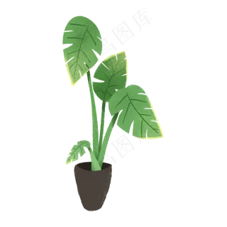 一盆绿色的盆栽