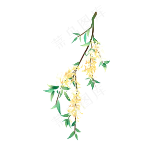 小清新水彩桂花枝