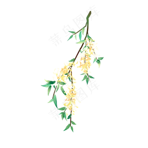 小清新水彩桂花枝