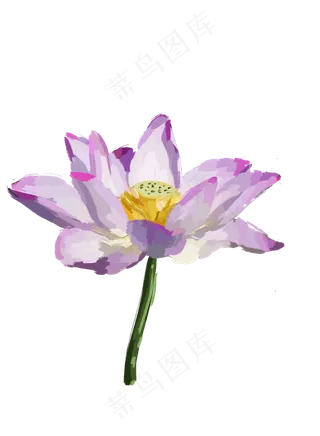 夏天写实荷花免抠图