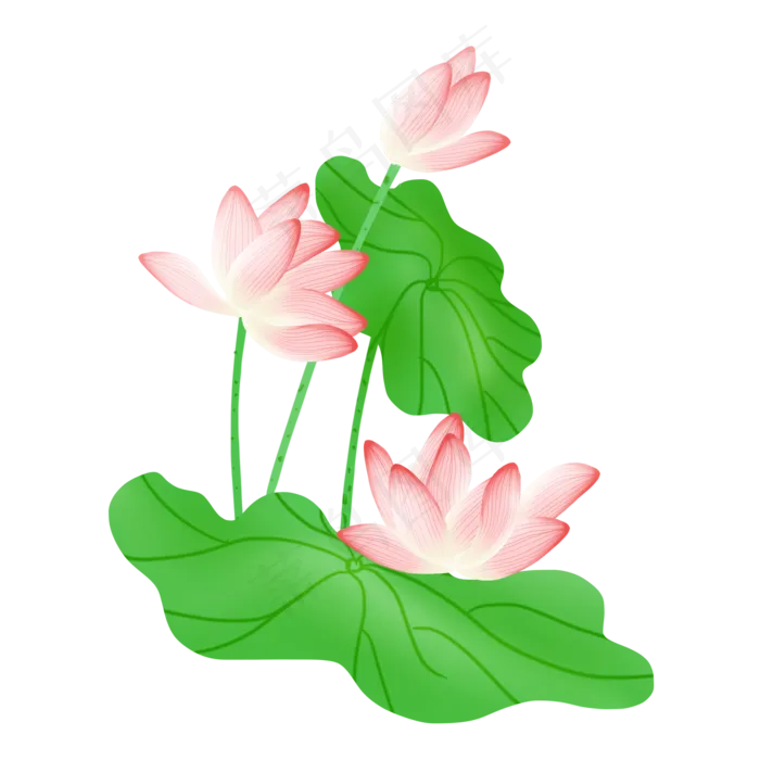 春夏荷花png素材(2000X2000(DPI:300))psd模版下载