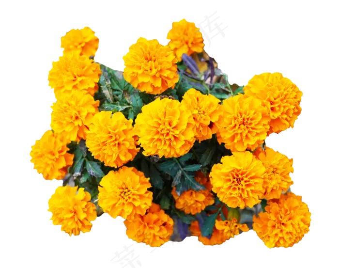 黄色菊花花束,免抠元素(3800*3000px 300 dpi )