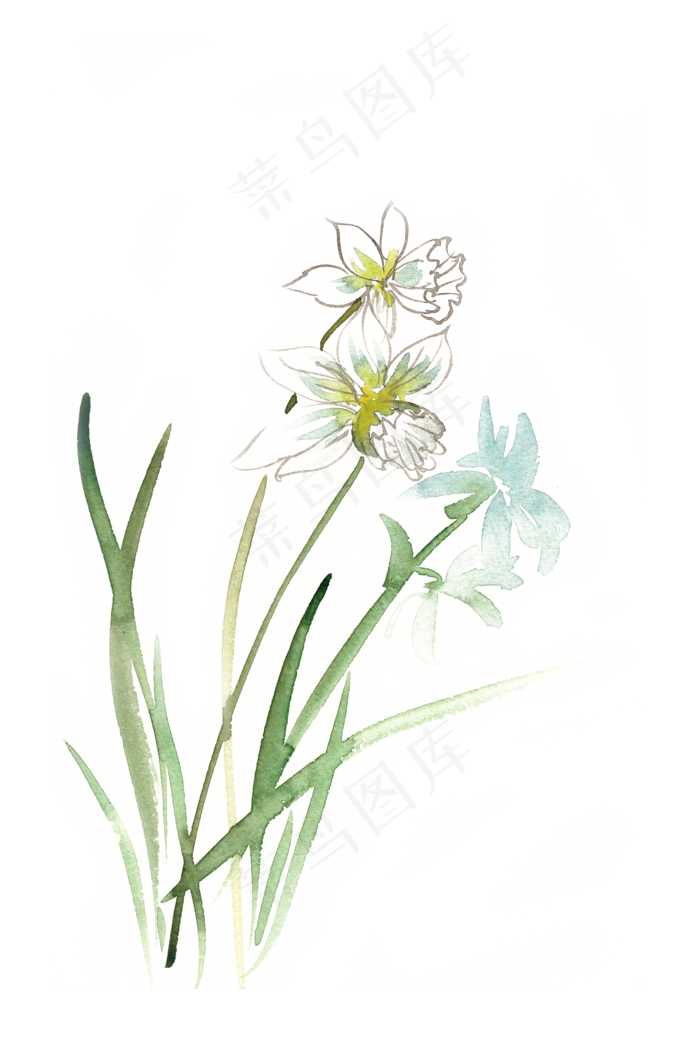 优美的水仙水彩画PNG免抠素材(4724X7087(DPI:300))psd模版下载