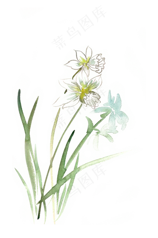 优美的水仙水彩画PNG免抠素材