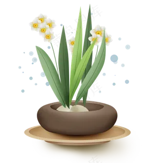 古风水仙花盆栽