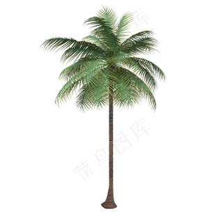 一颗高大的椰子树,免抠元素