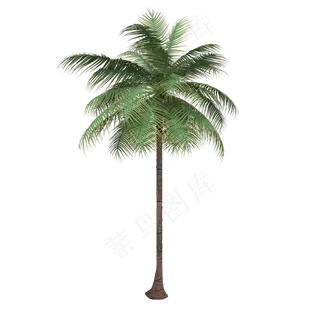 一颗高大的椰子树,免抠元素