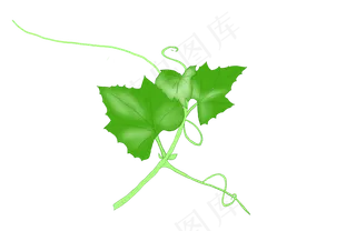 手绘绿色南瓜叶子