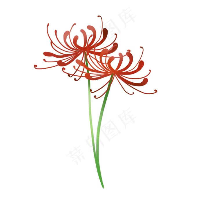 红色彼岸花(2480X2480(DPI:300))psd模版下载