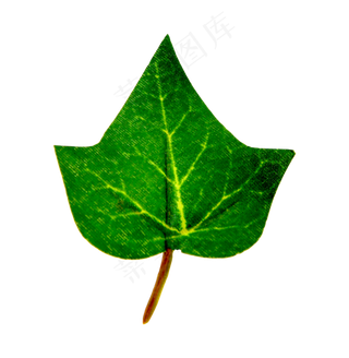 常春藤绿叶叶片