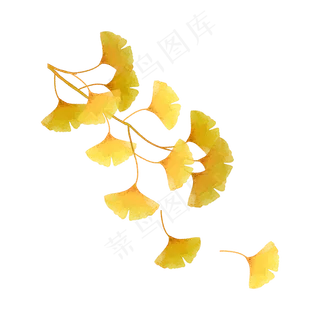 银杏树秋天树枝 银杏树秋天树枝