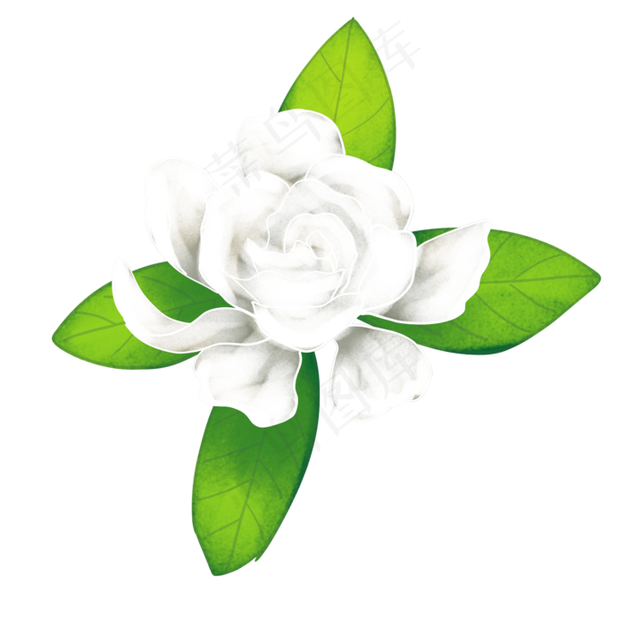 栀子花茉莉花(2000X2000(DPI:300))psd模版下载